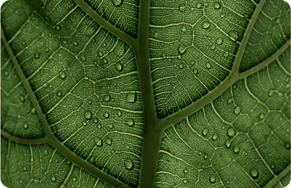 Gotas de lluvia sobre una hoja verde